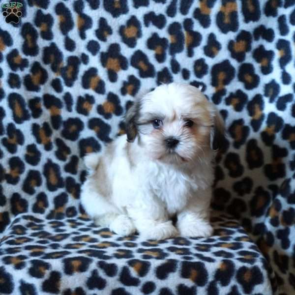 Karmen, Shih Tzu Puppy