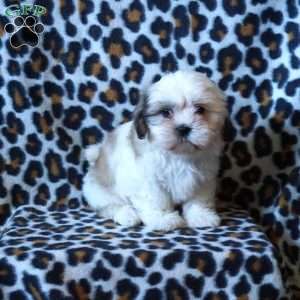 Karmen, Shih Tzu Puppy