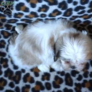 Karmen, Shih Tzu Puppy