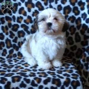 Karmen, Shih Tzu Puppy