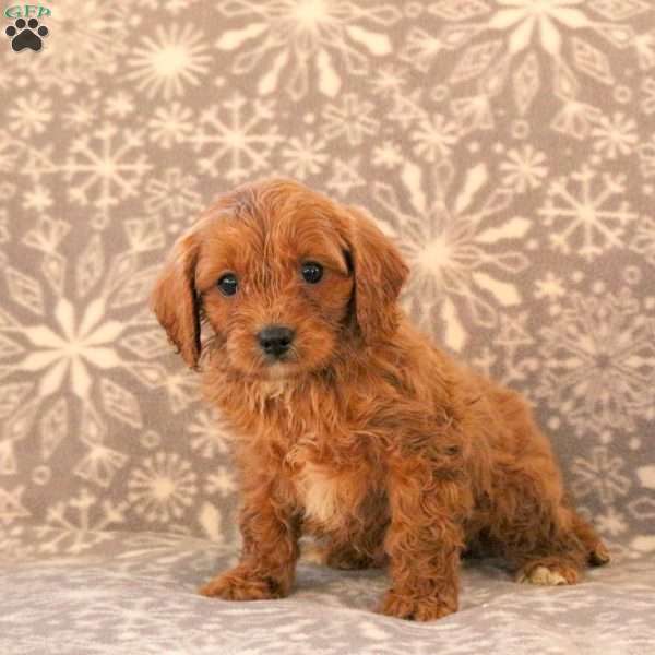 Karson, Cavapoo Puppy