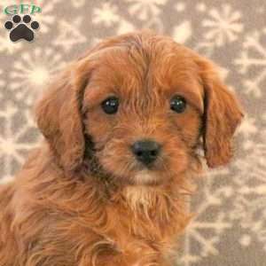 Karson, Cavapoo Puppy
