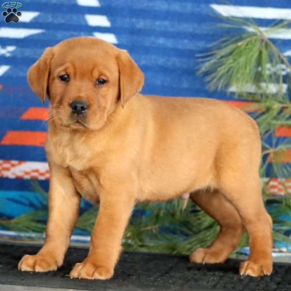 Karson, Fox Red Labrador Retriever Puppy
