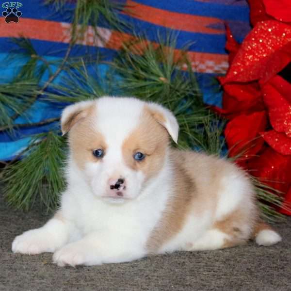 Karson, Pembroke Welsh Corgi Puppy