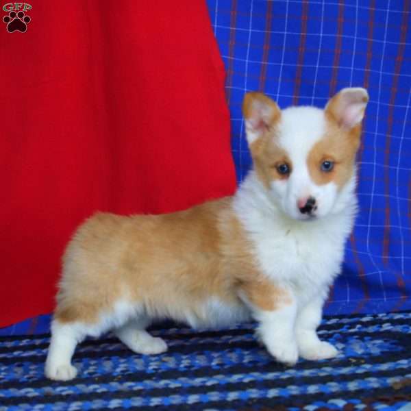 Karson, Pembroke Welsh Corgi Puppy
