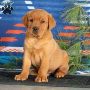 Karson, Fox Red Labrador Retriever Puppy