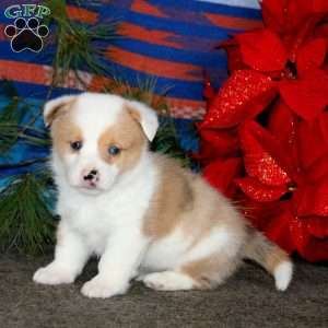 Karson, Pembroke Welsh Corgi Puppy