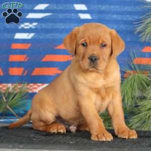 Karson, Fox Red Labrador Retriever Puppy