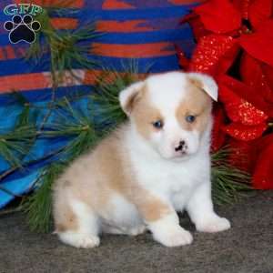 Karson, Pembroke Welsh Corgi Puppy