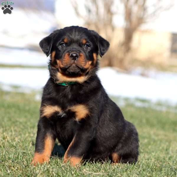 Karter, Rottweiler Puppy