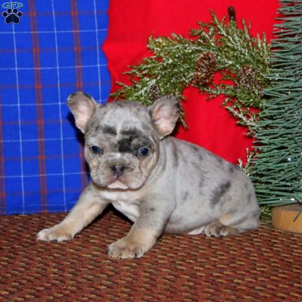 Karter, French Bulldog Puppy
