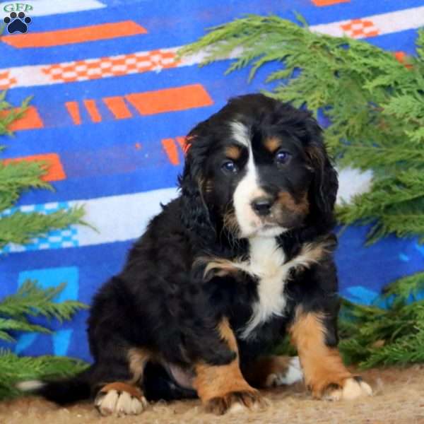 Karter, Miniature Bernese Mountain Dog Puppy