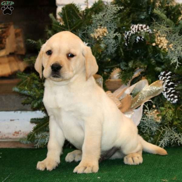 Karter, Yellow Labrador Retriever Puppy