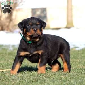 Karter, Rottweiler Puppy