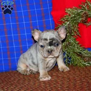 Karter, French Bulldog Puppy