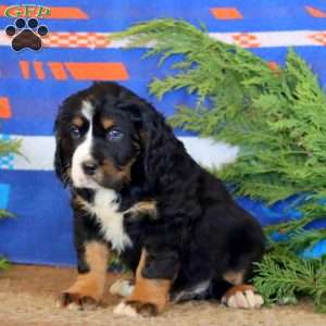 Karter, Miniature Bernese Mountain Dog Puppy