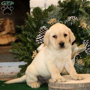 Karter, Yellow Labrador Retriever Puppy