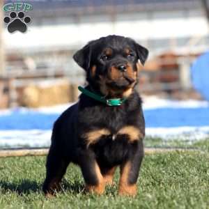 Karter, Rottweiler Puppy