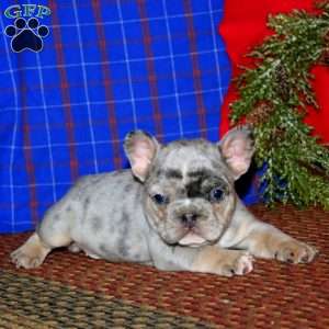 Karter, French Bulldog Puppy