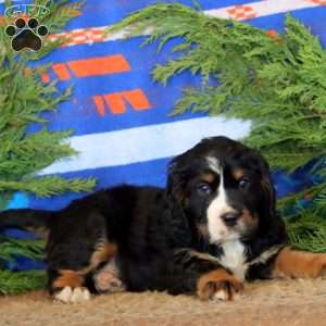 Karter, Miniature Bernese Mountain Dog Puppy