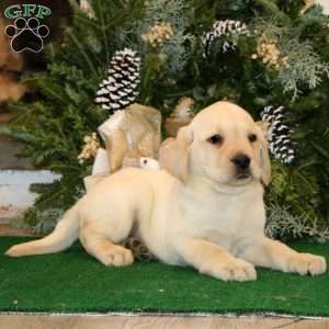 Karter, Yellow Labrador Retriever Puppy