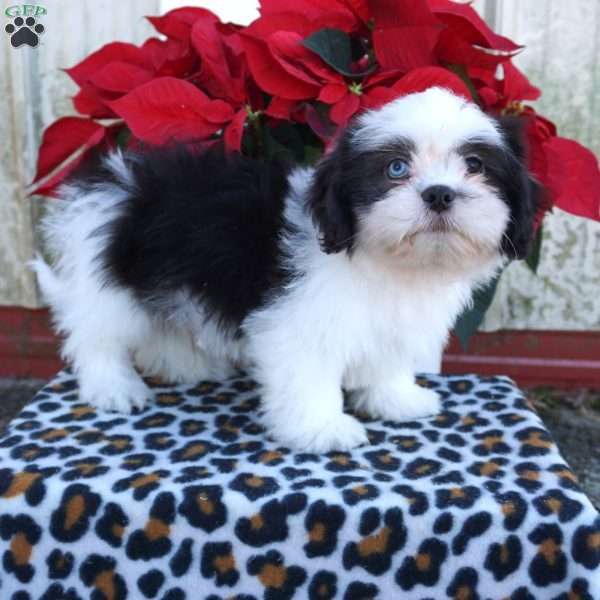 Karter, Shih Tzu Puppy