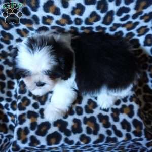 Karter, Shih Tzu Puppy