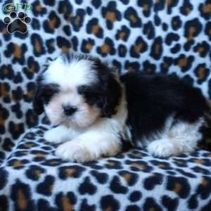 Karter, Shih Tzu Puppy