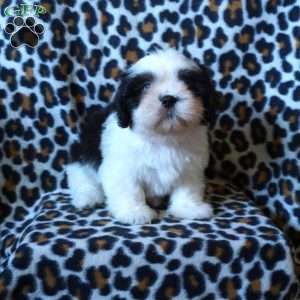 Karter, Shih Tzu Puppy