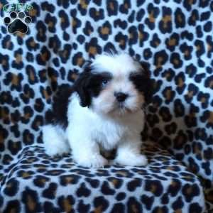 Karter, Shih Tzu Puppy