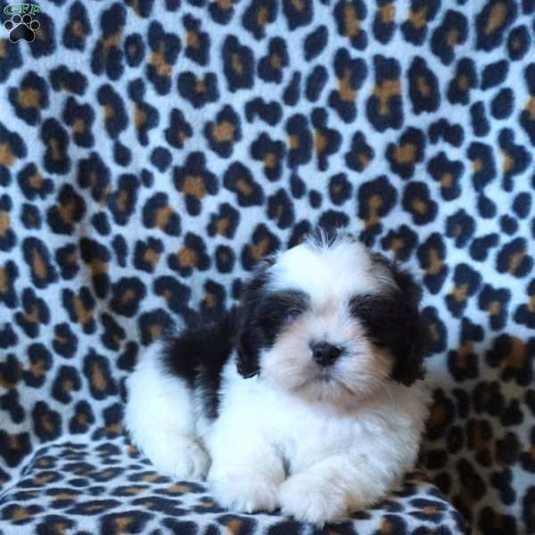 Karter, Shih Tzu Puppy