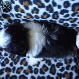 Kash, Shih Tzu Puppy