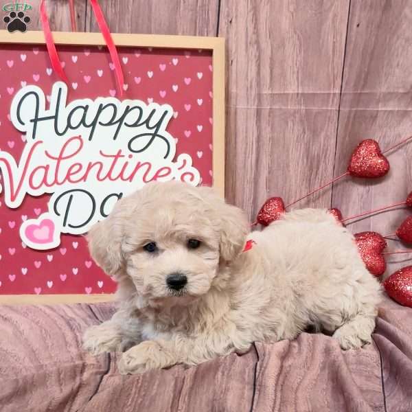 Kash, Bich-Poo Puppy