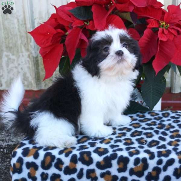 Kash, Shih Tzu Puppy
