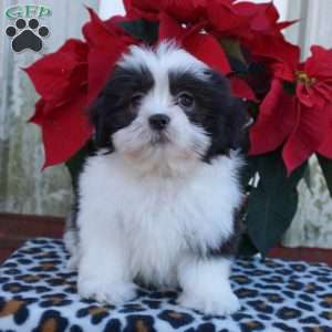 Kash, Shih Tzu Puppy