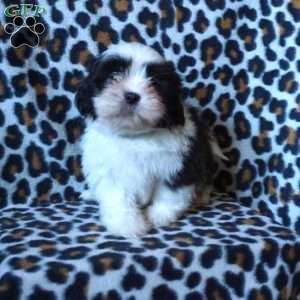 Kash, Shih Tzu Puppy