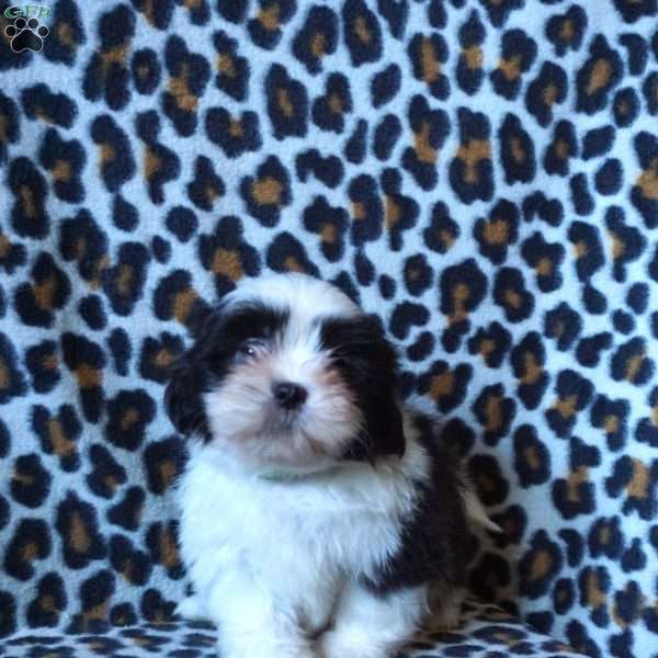 Kash, Shih Tzu Puppy