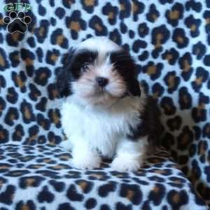 Kash, Shih Tzu Puppy