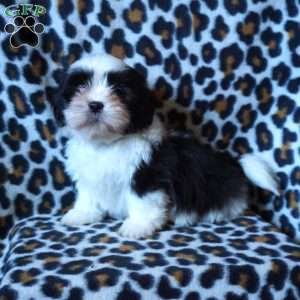 Kash, Shih Tzu Puppy