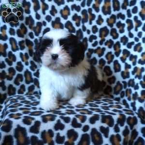 Kash, Shih Tzu Puppy