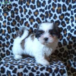 Kashmir, Shih Tzu Puppy