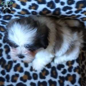 Kashmir, Shih Tzu Puppy