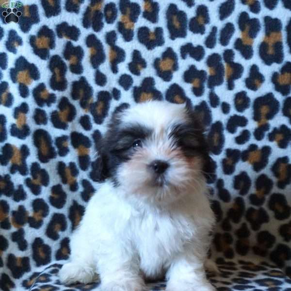 Kashmir, Shih Tzu Puppy