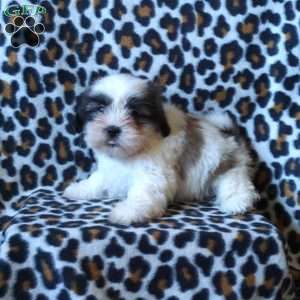 Kashmir, Shih Tzu Puppy