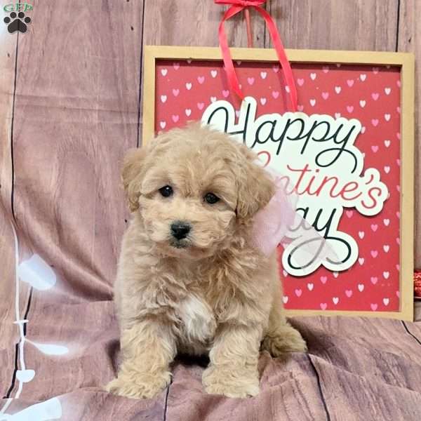 Kassidy, Bich-Poo Puppy