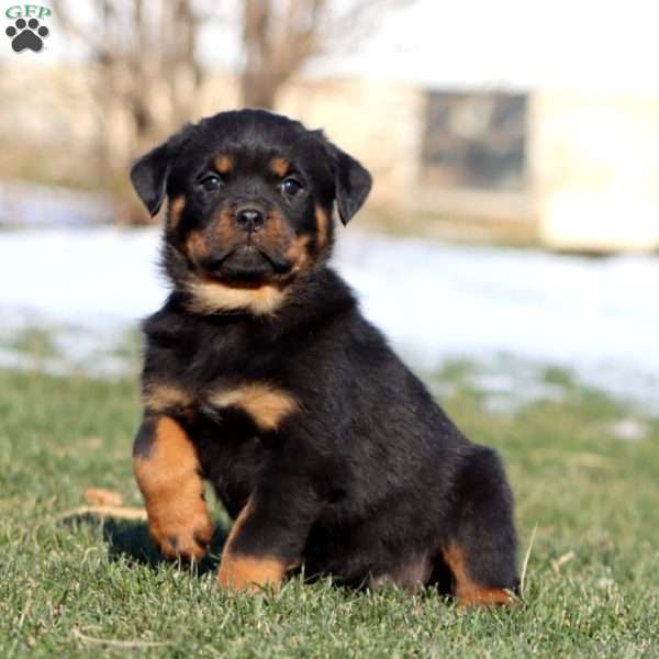 Kathy, Rottweiler Puppy