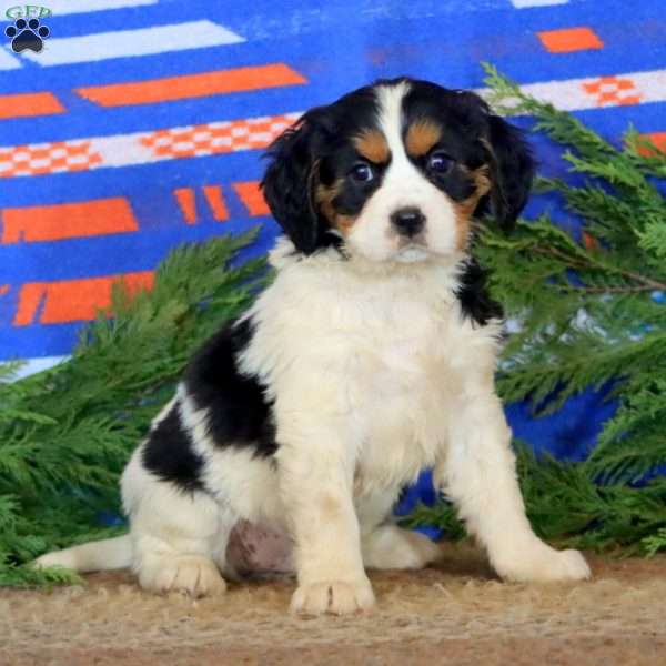 Kathy, Miniature Bernese Mountain Dog Puppy