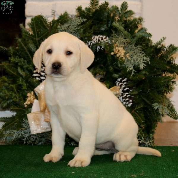 Kathy, Yellow Labrador Retriever Puppy