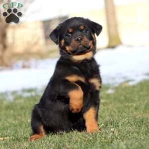 Kathy, Rottweiler Puppy