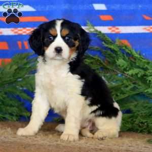 Kathy, Miniature Bernese Mountain Dog Puppy